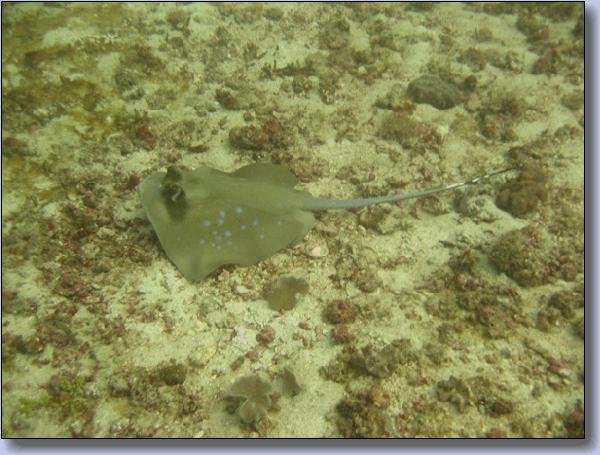 107. Bluespottet stingray ved Racha Yai.jpg